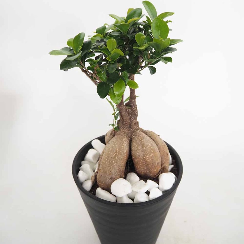 ガジュマル 【観葉植物 6号／1個売り】｜ 【植物のITANSE】全品