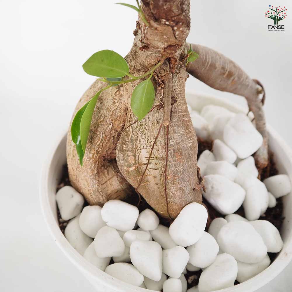 ガジュマル 【観葉植物 6号／1個売り】｜ 【植物のITANSE】全品