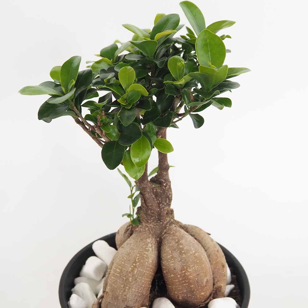 ガジュマル 【観葉植物 6号／1個売り】｜ 【植物のITANSE】全品