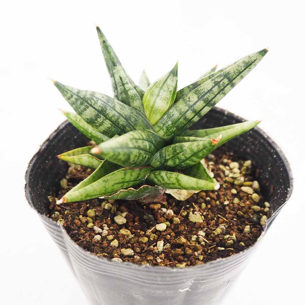 サンスベリア ヤヤ(ヤーヤー) 【観葉植物 3.5号／1個売り】