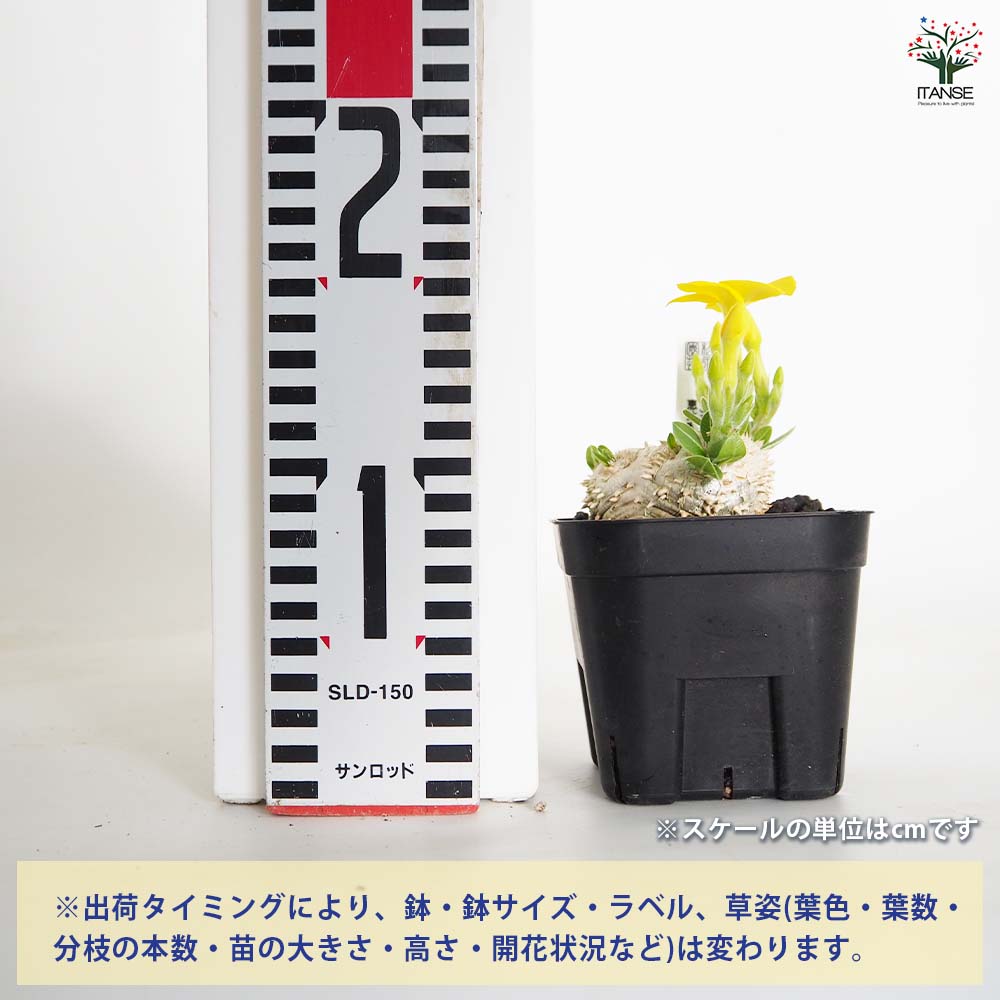 パキポディウム　ブレビカウレ　恵比寿笑い パキポディウム・ブレビカウレ（恵比寿笑い）の基本情報・育て方｜多肉
