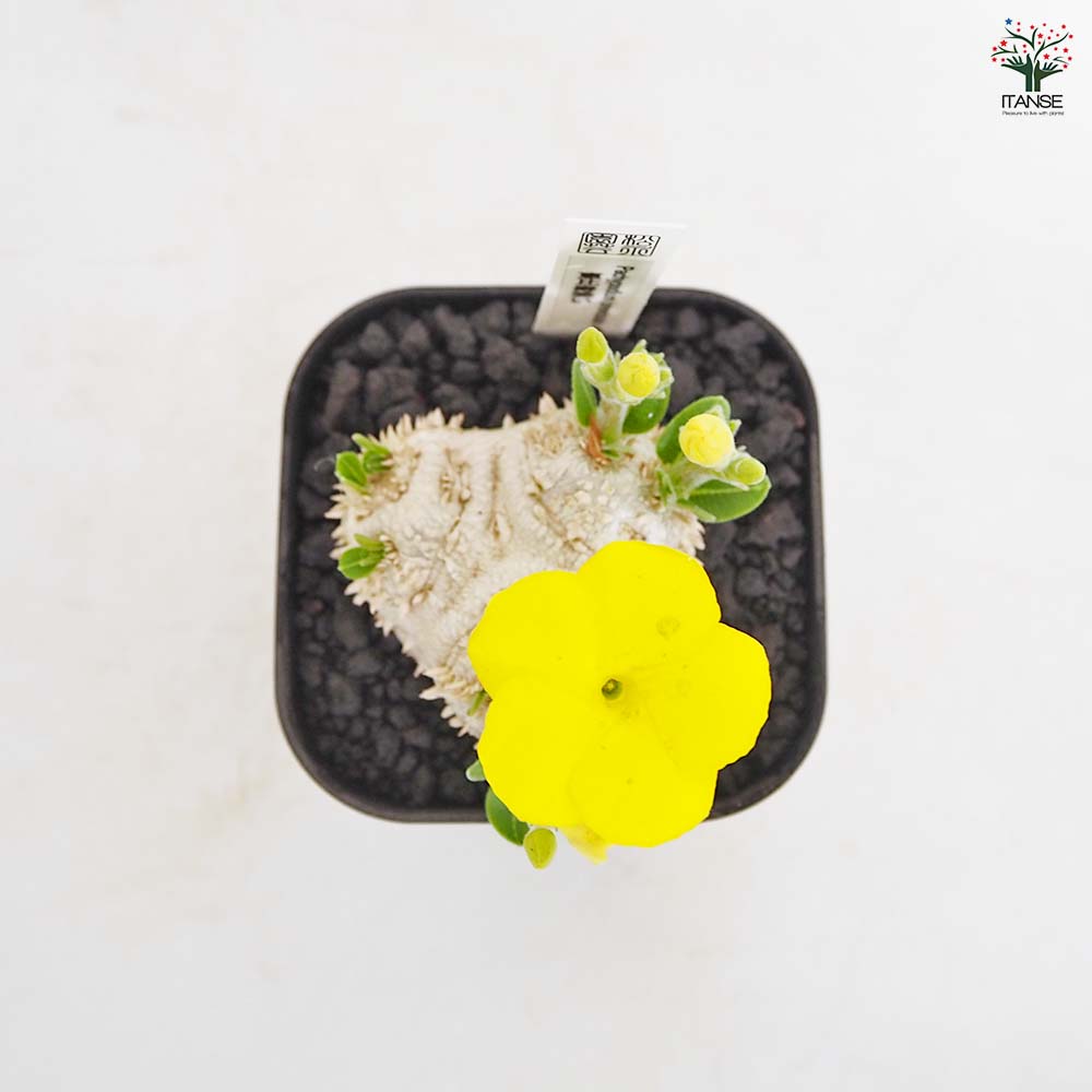 パキポディウム ブレビカウレ 恵比寿笑い 【多肉植物 3.5号／1個売り
