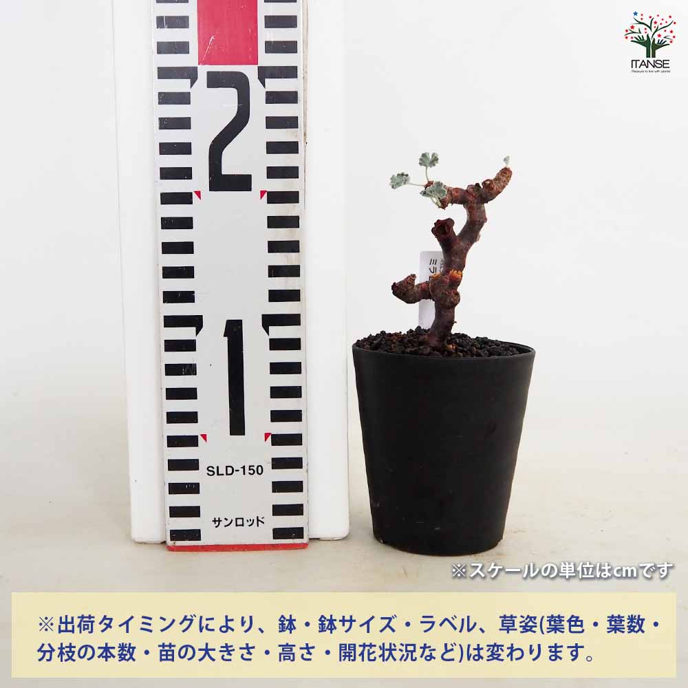 ペラルゴニウム ミラビレ 【多肉植物 3号／1個売り】｜ 【植物の