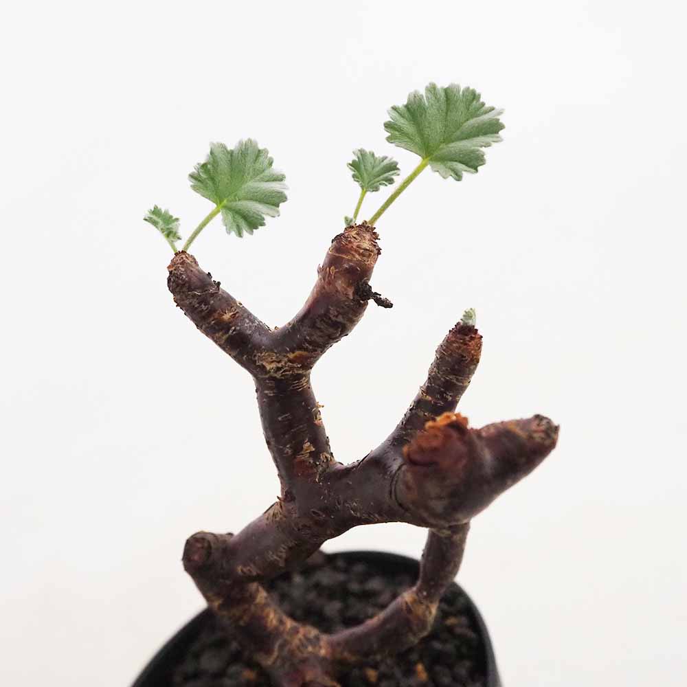 ペラルゴニウム ミラビレ 【多肉植物 3号／1個売り】｜ 【植物の