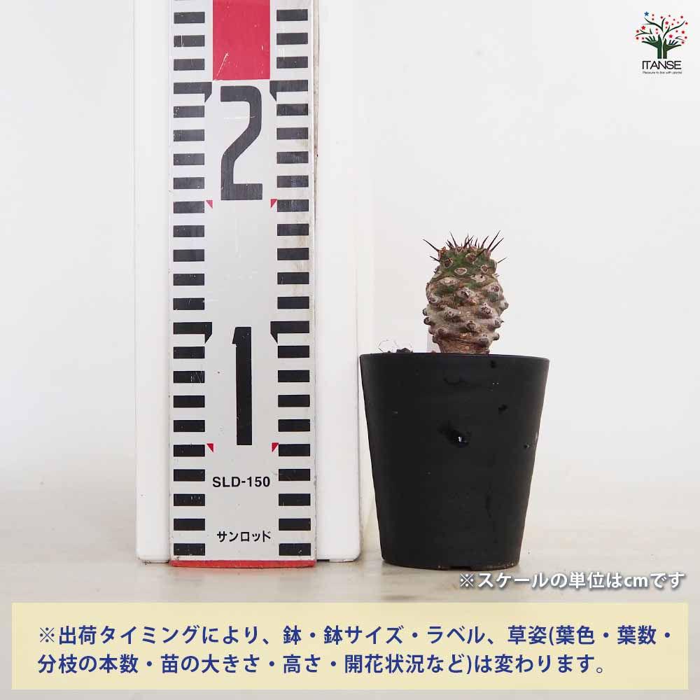 ユーフォルビア パキポディオイデス 【多肉植物 3号／1個売り