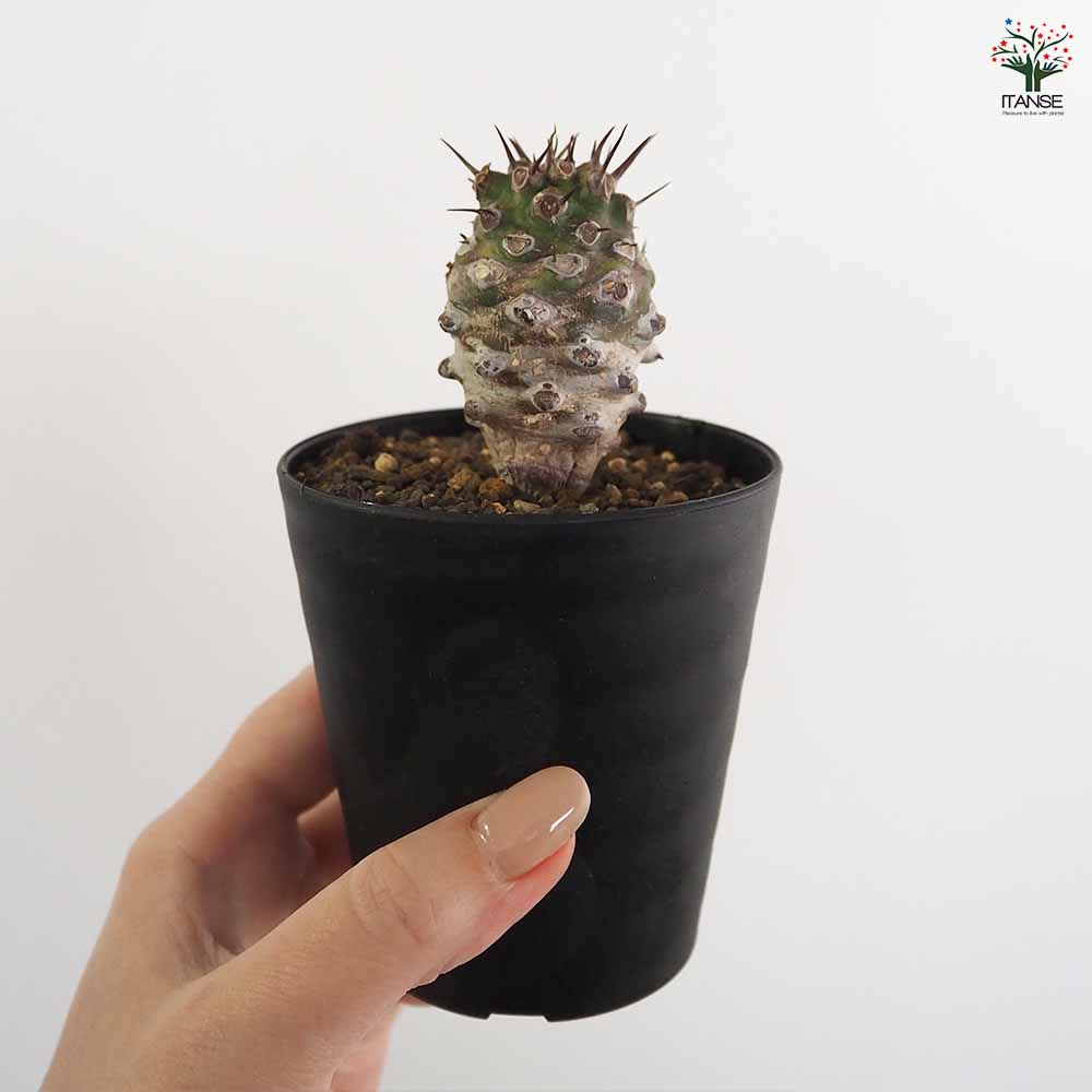 ユーフォルビア パキポディオイデス 【多肉植物 3号／1個売り