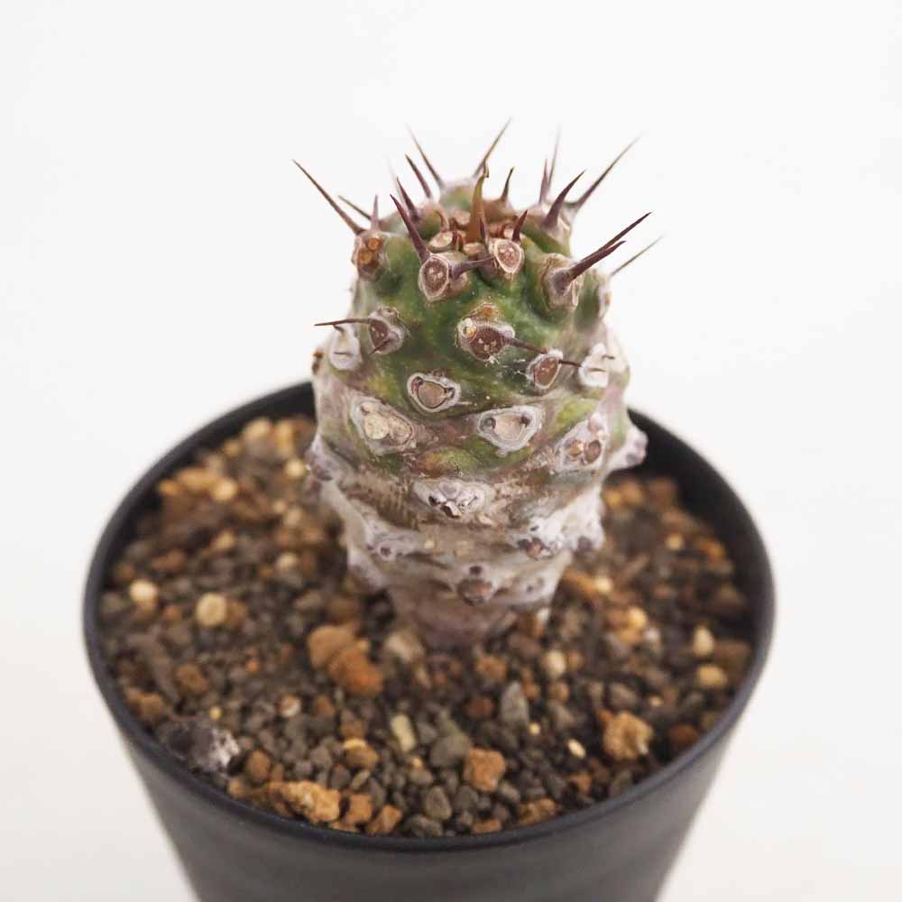 ユーフォルビア パキポディオイデス 【多肉植物 3号／1個売り