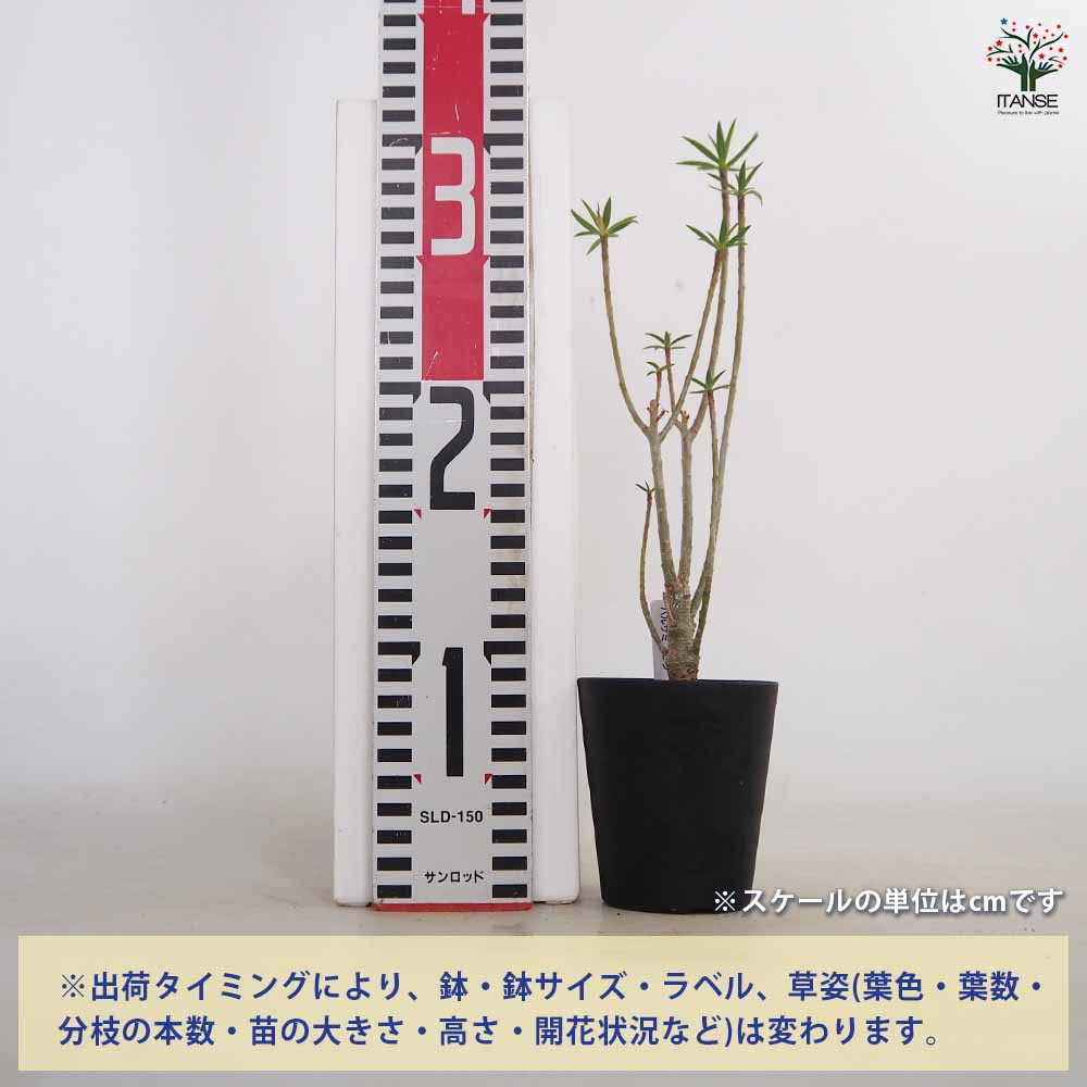 ユーフォルビア バルサミフェラ 【多肉植物 3号／1個売り】｜ 【植物の