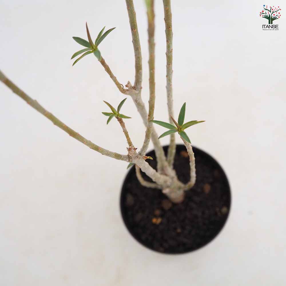 ユーフォルビア バルサミフェラ 【多肉植物 3号／1個売り】｜ 【植物の