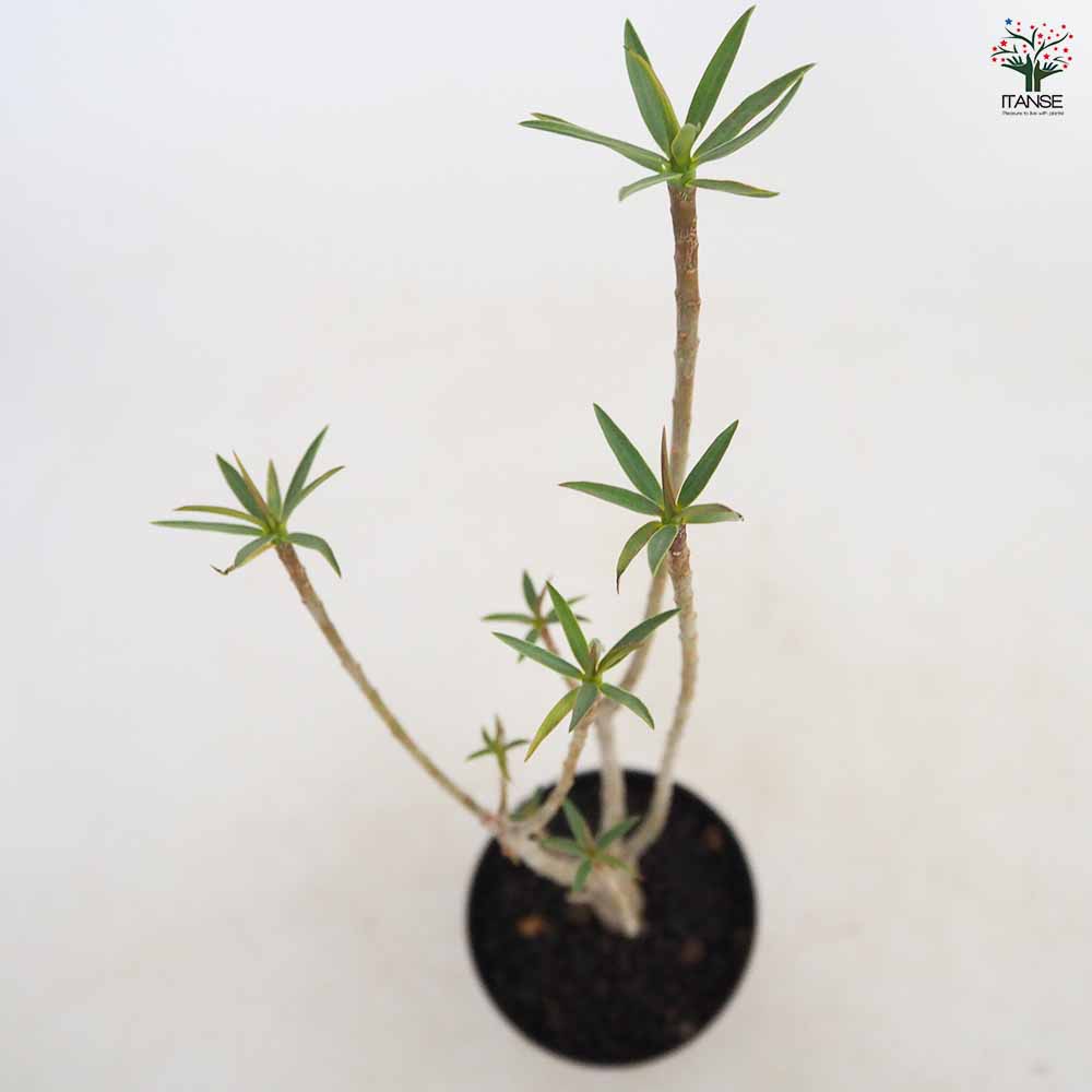 ユーフォルビア バルサミフェラ 【多肉植物 3号／1個売り】｜ 【植物の