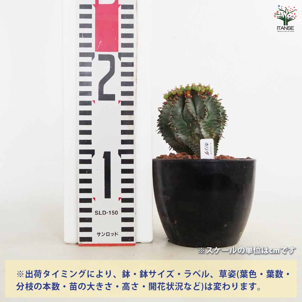 コレクション株　ユーフォルビア　ホリダ ユーフォルビア ホリダ 【多肉植物 4号／1個売り】｜ 【植物の