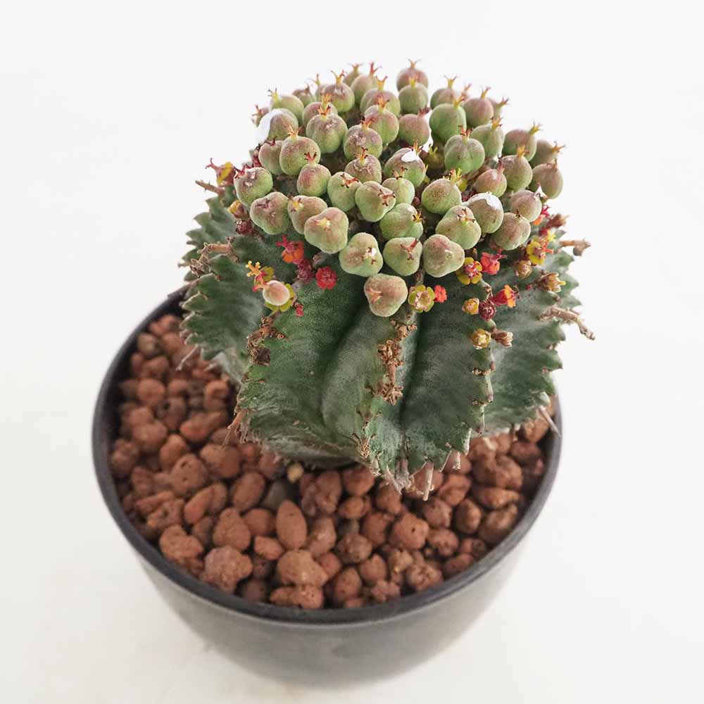 ユーフォルビア ホリダ 【多肉植物 4号／1個売り】｜ 【植物の