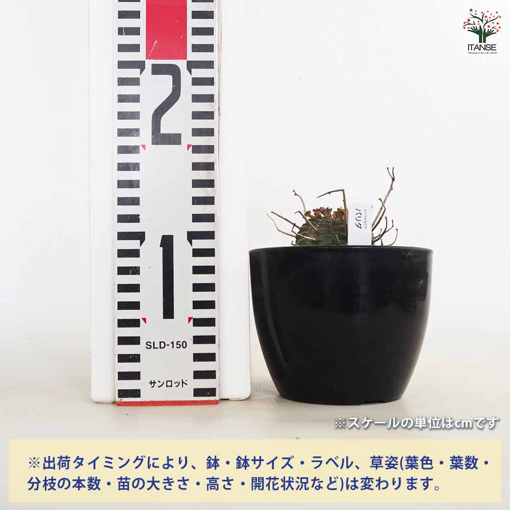 ユーフォルビア バリダ 【多肉植物 4号／1個売り】｜ 【植物の