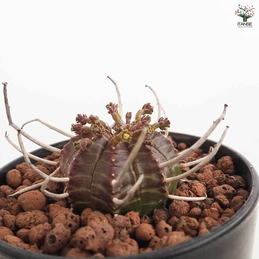 ユーフォルビア バリダ 【多肉植物 4号／1個売り】｜ 【植物の