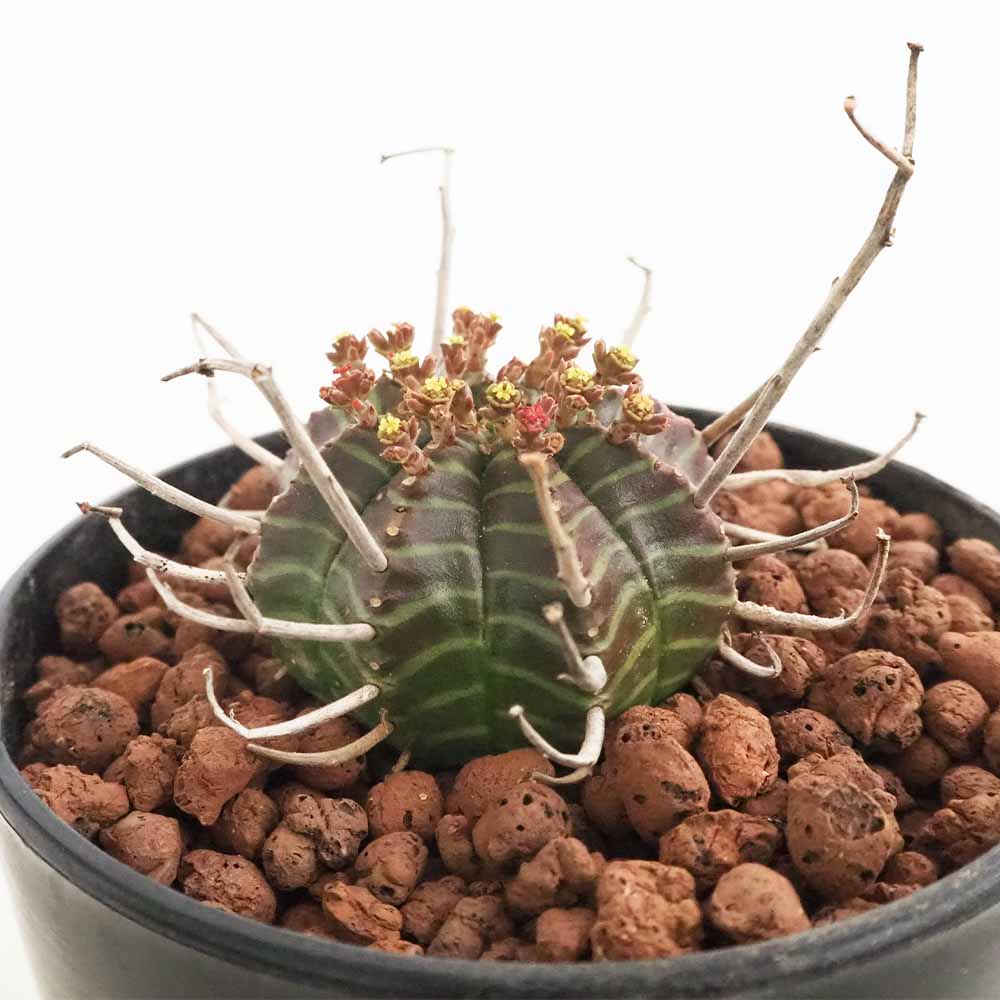 ユーフォルビア バリダ 【多肉植物 4号／1個売り】｜ 【植物の
