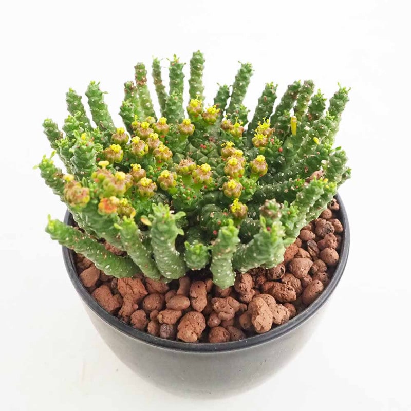 センペルビウム 品種MIX見計らい 【多肉植物 3号】｜ 【植物の