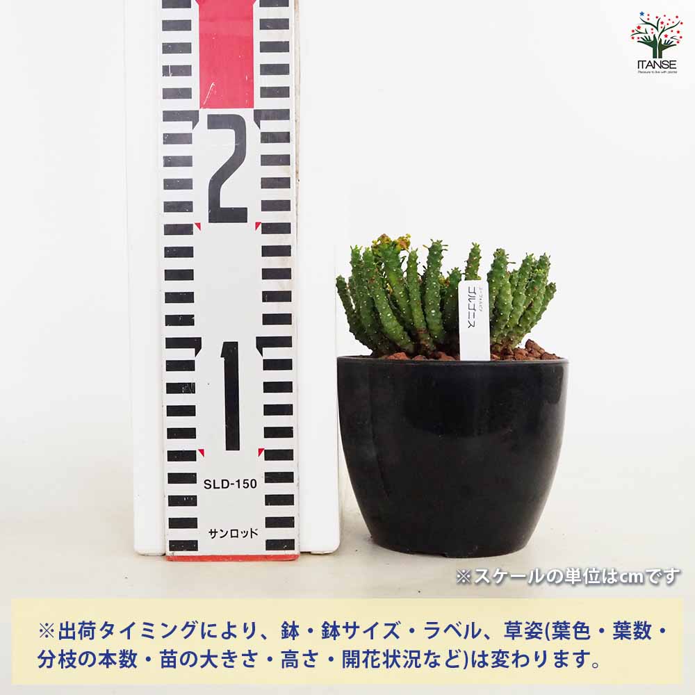 ユーフォルビア ゴルゴニス 【多肉植物 4号／1個売り】｜ 【植物の