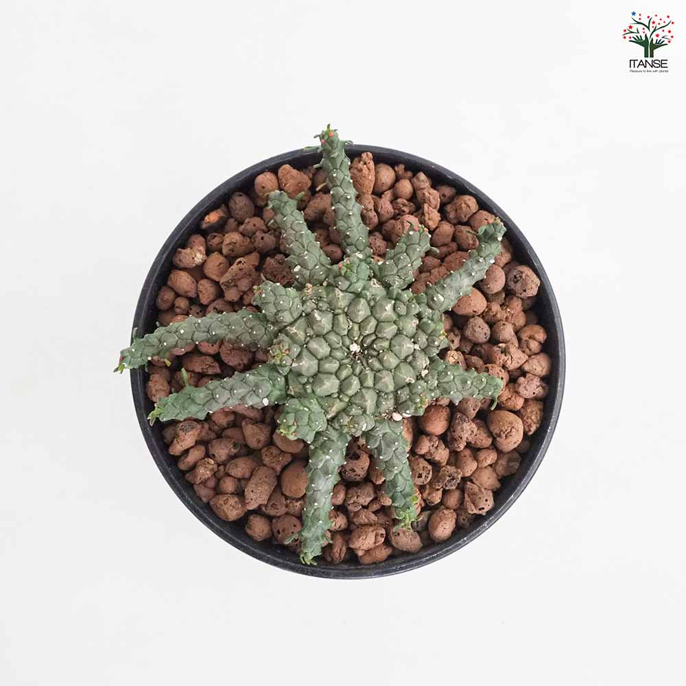 ユーフォルビア ゴルゴニス 【多肉植物 4号／1個売り】｜ 【植物の
