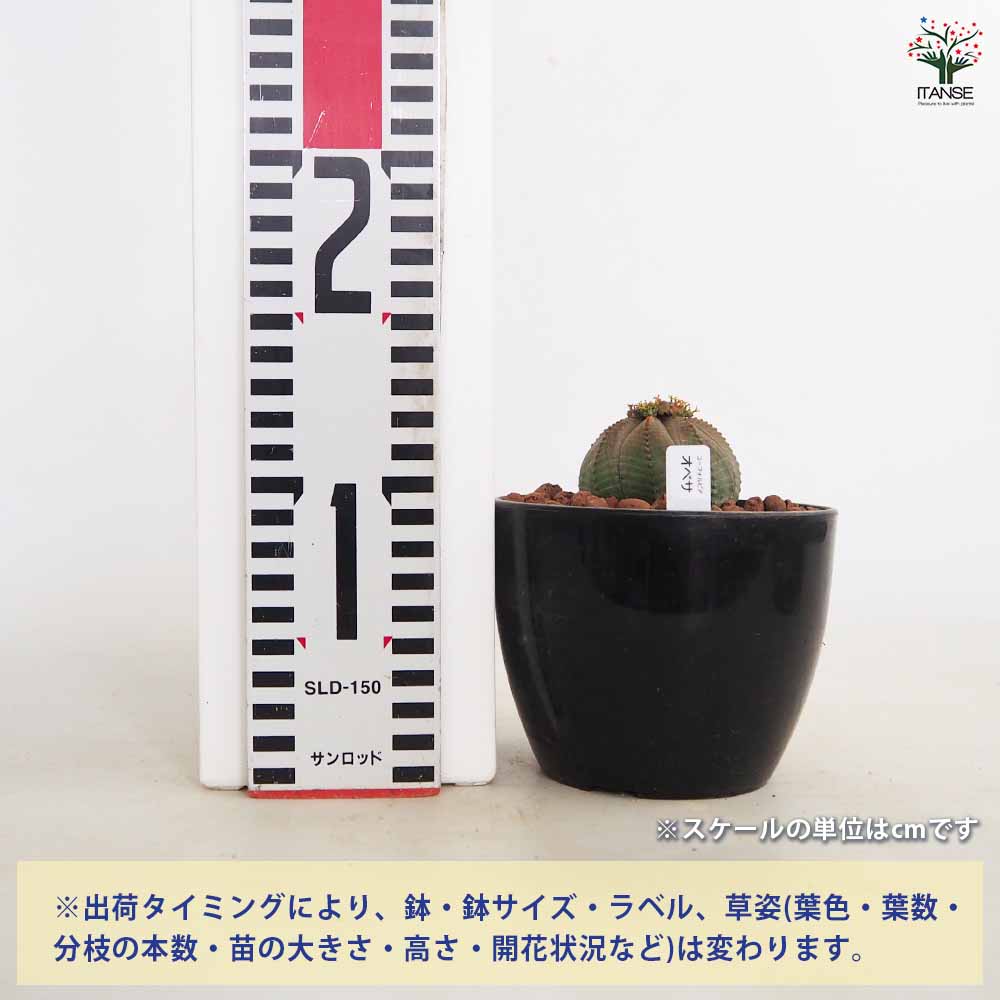 オベサ 4号 ユーフォルビア オベサ 【多肉植物 4号／1個売り】｜ 【植物の