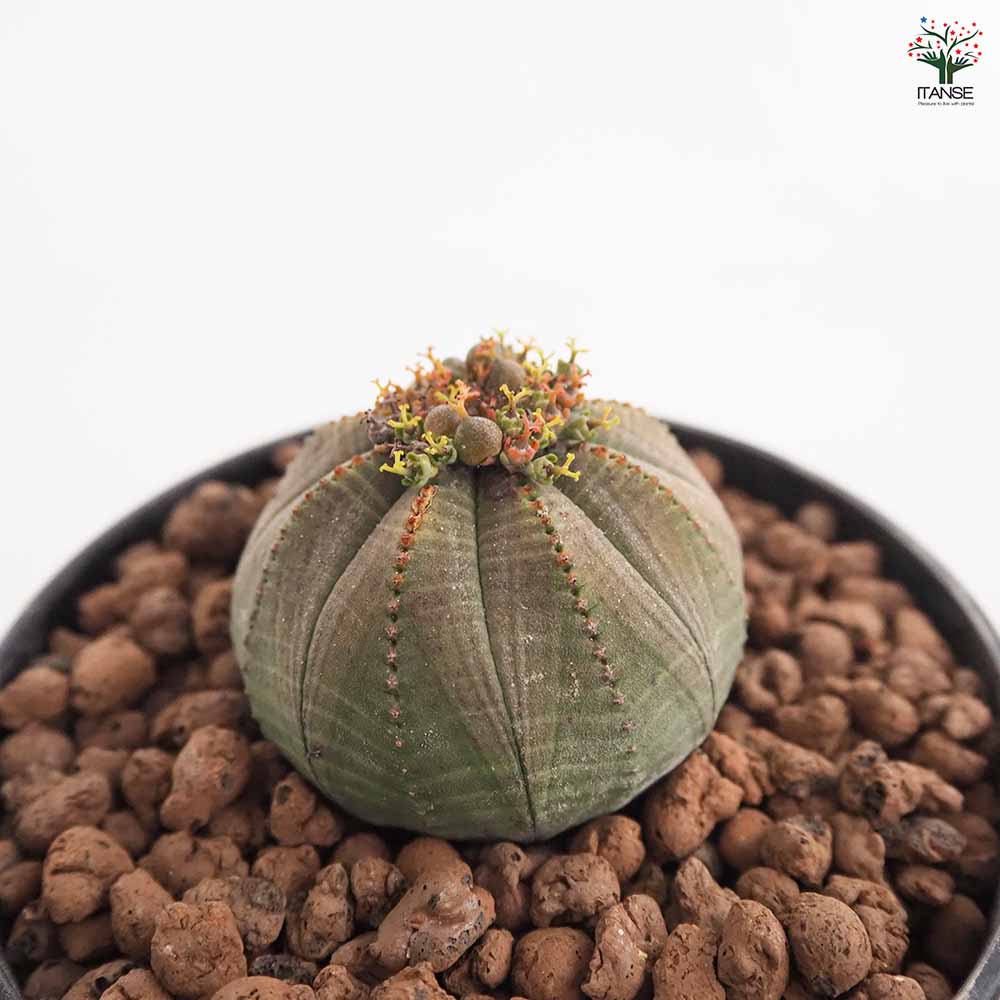 ユーフォルビア オベサ 【多肉植物 4号／1個売り】｜ 【植物の