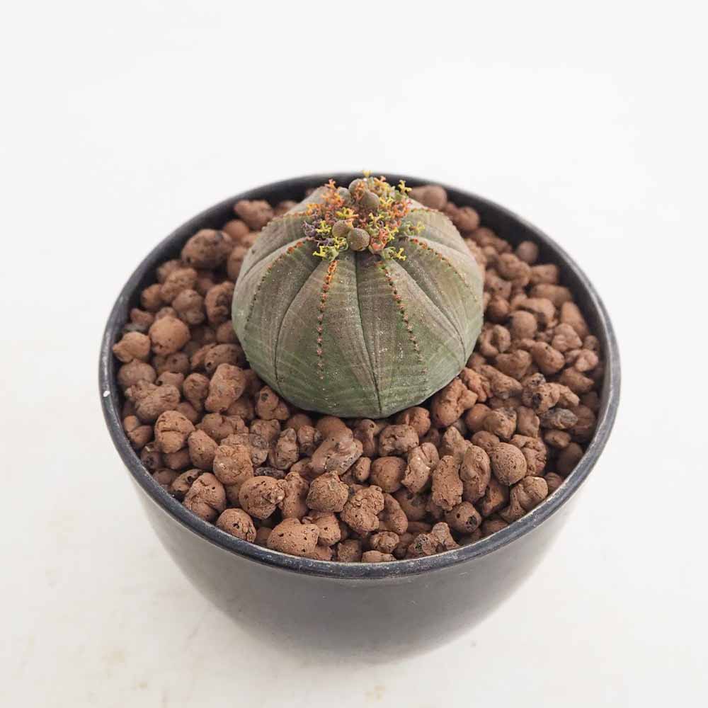 ユーフォルビア オベサ 【多肉植物 4号／1個売り】｜ 【植物の