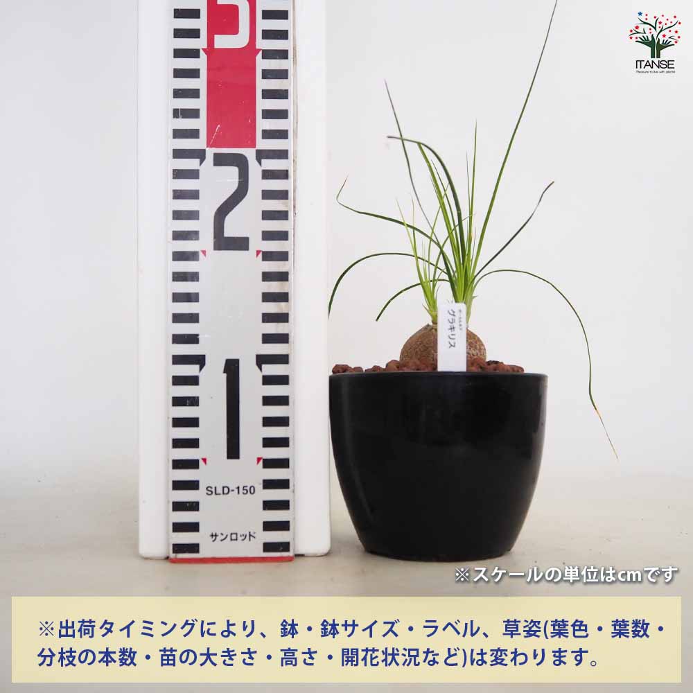 ボーカルネア グラキリス 【多肉植物 4号／1個売り】｜ 【植物の