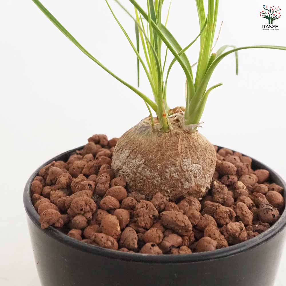 グラキリス　塊根植物 多枝状 幹に穴あり 塊根植物【一点物】パキポディウム・グラキリス / 幹幅約11cm×高さ27cm