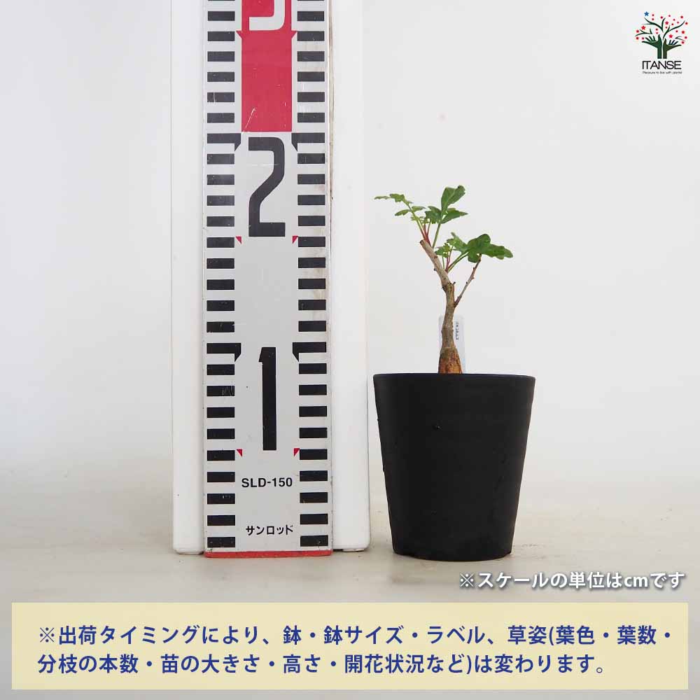 パキコルムス ディスカラー 象の木 【多肉植物 3号／1個売り