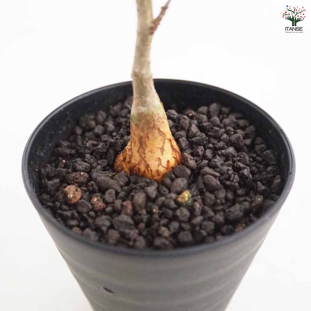 パキコルムス ディスカラー 象の木 【多肉植物 3号／1個売り