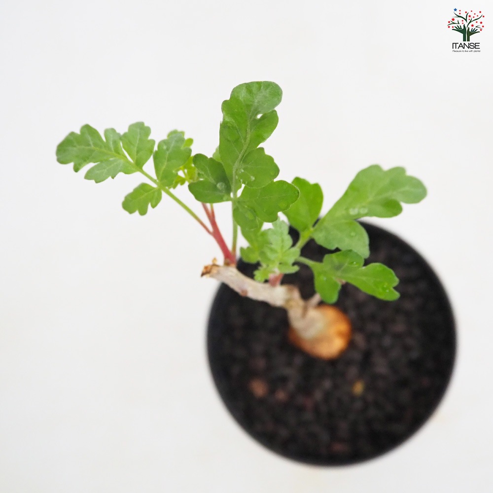 パキコルムスディスカラー 象の木 #6 パキコルムス ディスカラー 象の木 【多肉植物 3号／1個売り