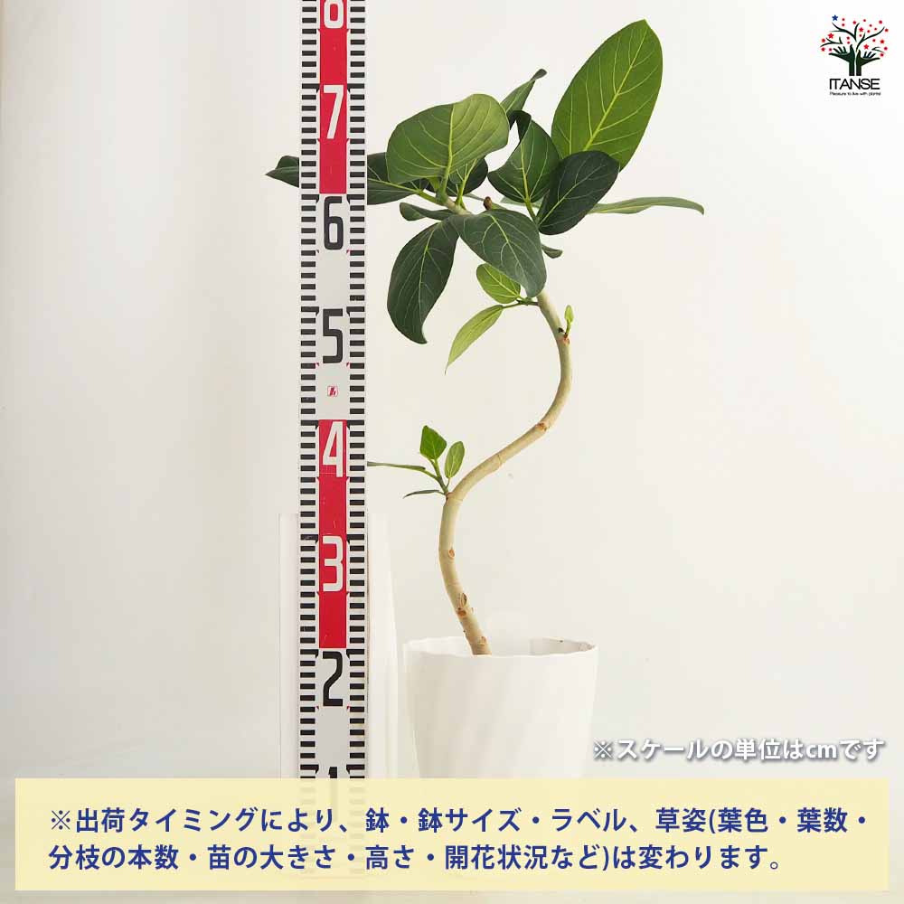 フィカス ベンガレンシス曲がり 【観葉植物 6号／1個売り】｜ 【植物の