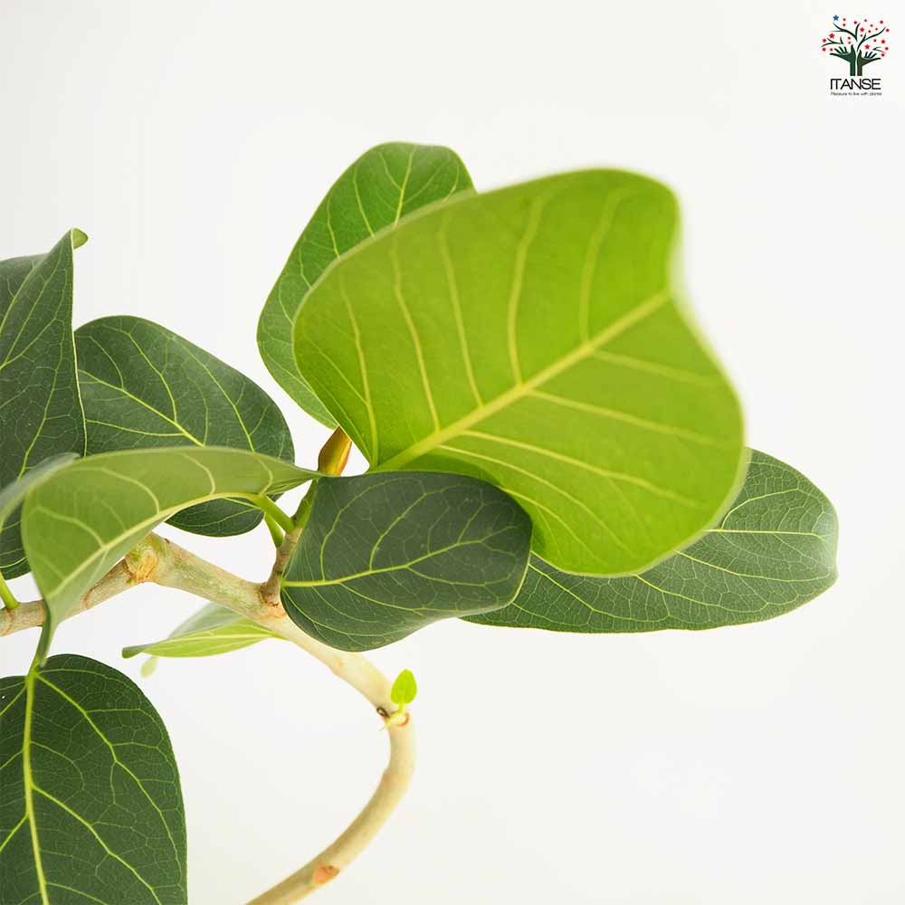 観葉植物　フィカス　ベンガレンシス　曲がりの観葉植物 フィカス ベンガレンシス曲がり 【観葉植物 6号／1個売り】｜ 【植物の