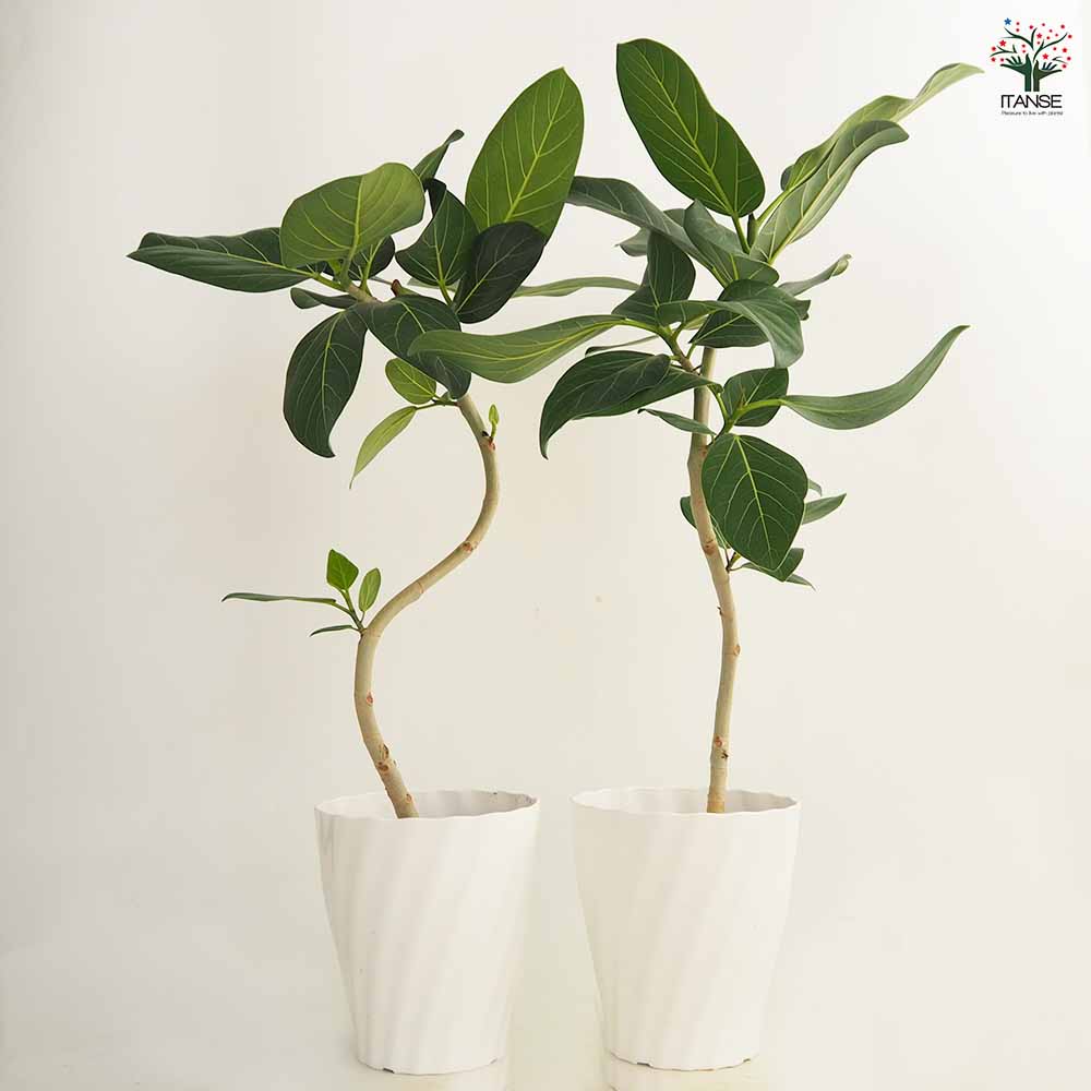 フィカス ベンガレンシス曲がり 【観葉植物 6号／1個売り】｜ 【植物の