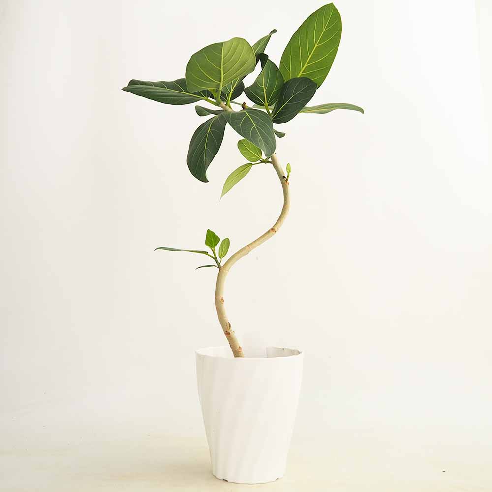 観葉植物　フィカス　ベンガレンシス　曲がりの観葉植物 フィカス ベンガレンシス曲がり 【観葉植物 6号／1個売り】｜ 【植物の