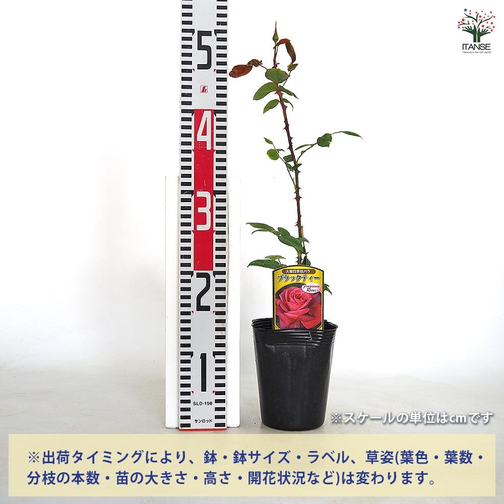 薔薇 ブラックティー ハイブリッドティーローズ 【花木苗 4号／1個売り