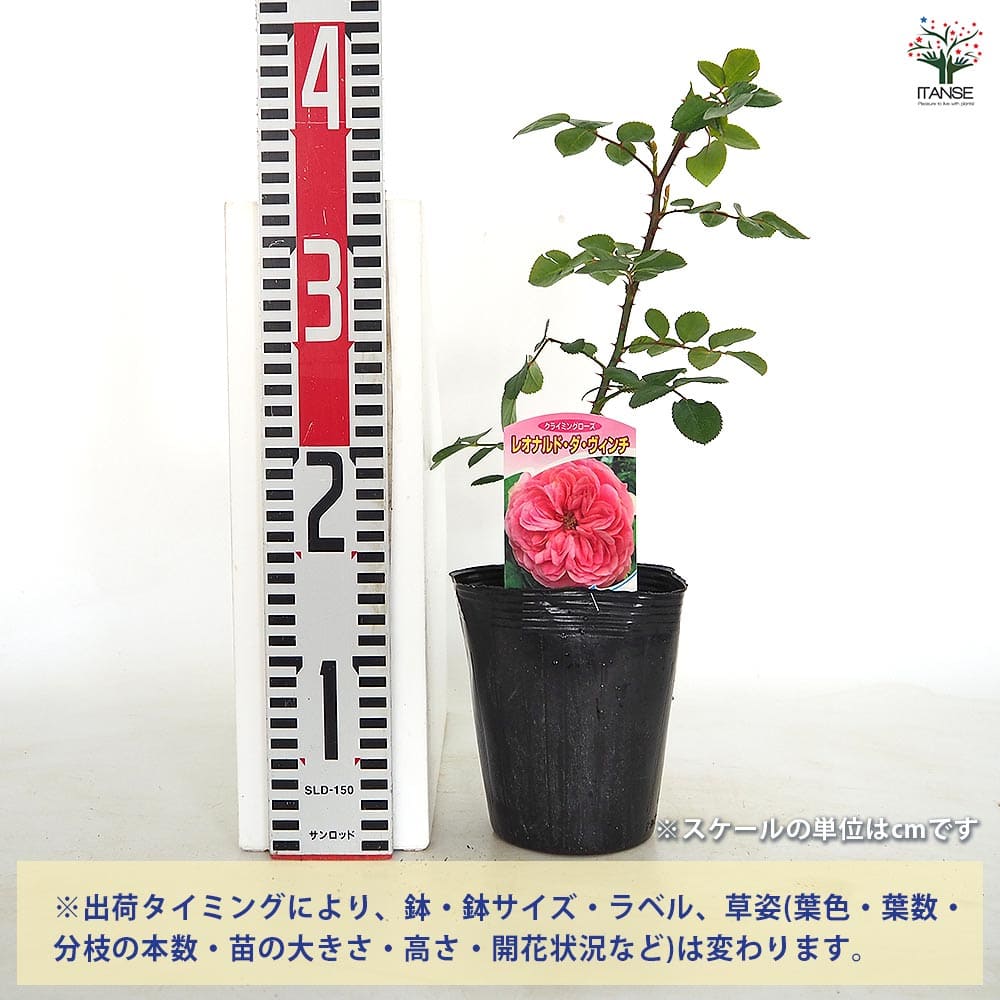 つる薔薇 レオナルド ダ ヴィンチ クライミングローズ 【花木苗 4号／1