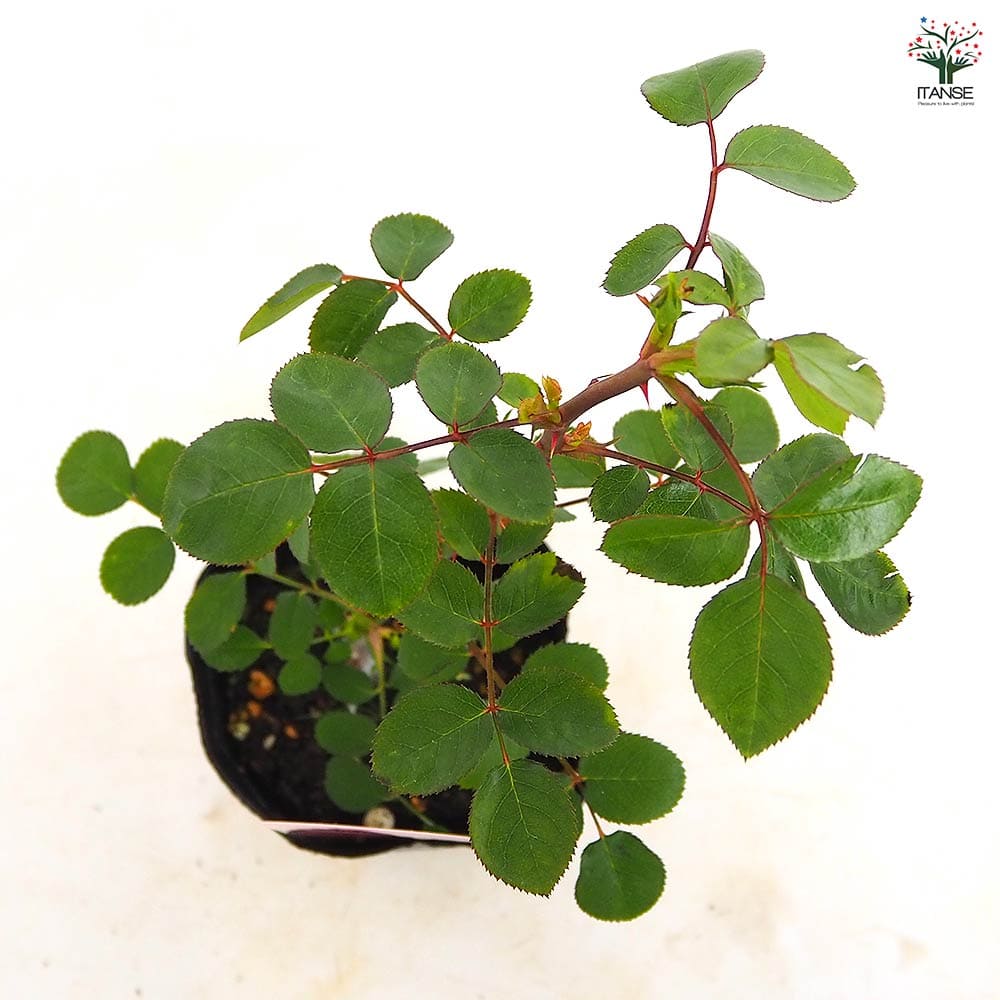 つる薔薇 レオナルド ダ ヴィンチ クライミングローズ 【花木苗 4号／1