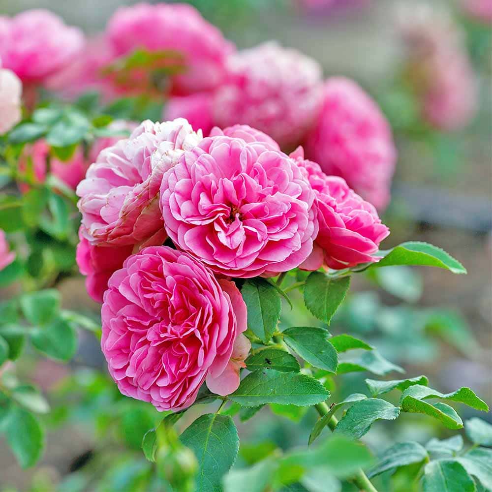 つる薔薇 レオナルド ダ ヴィンチ クライミングローズ 【花木苗 4号／1