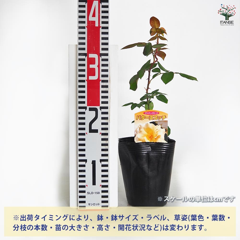 つる薔薇 バタースコッチ クライミングローズ 【花木苗 4号／1個売り