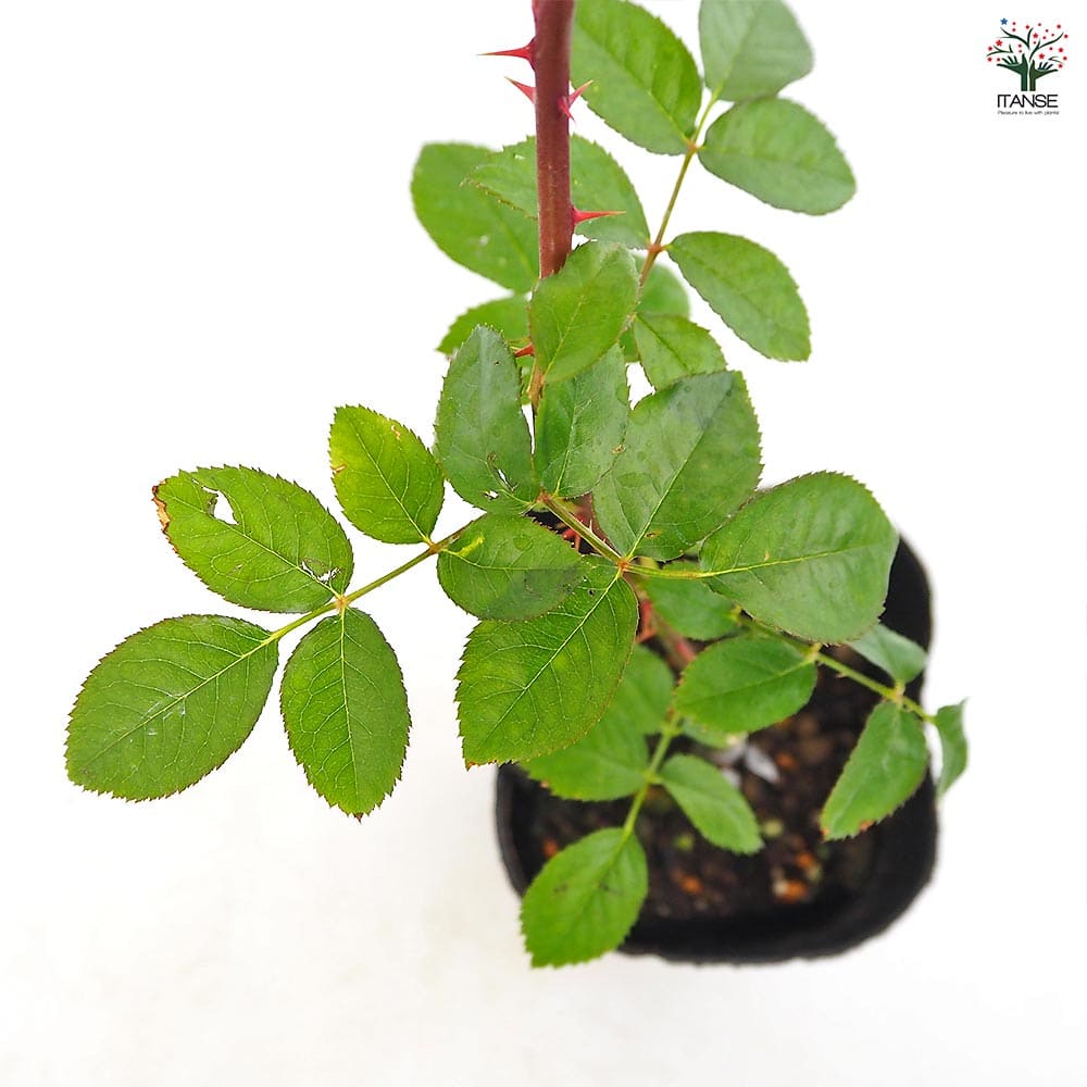 つる薔薇 バタースコッチ クライミングローズ 【花木苗 4号／1個売り