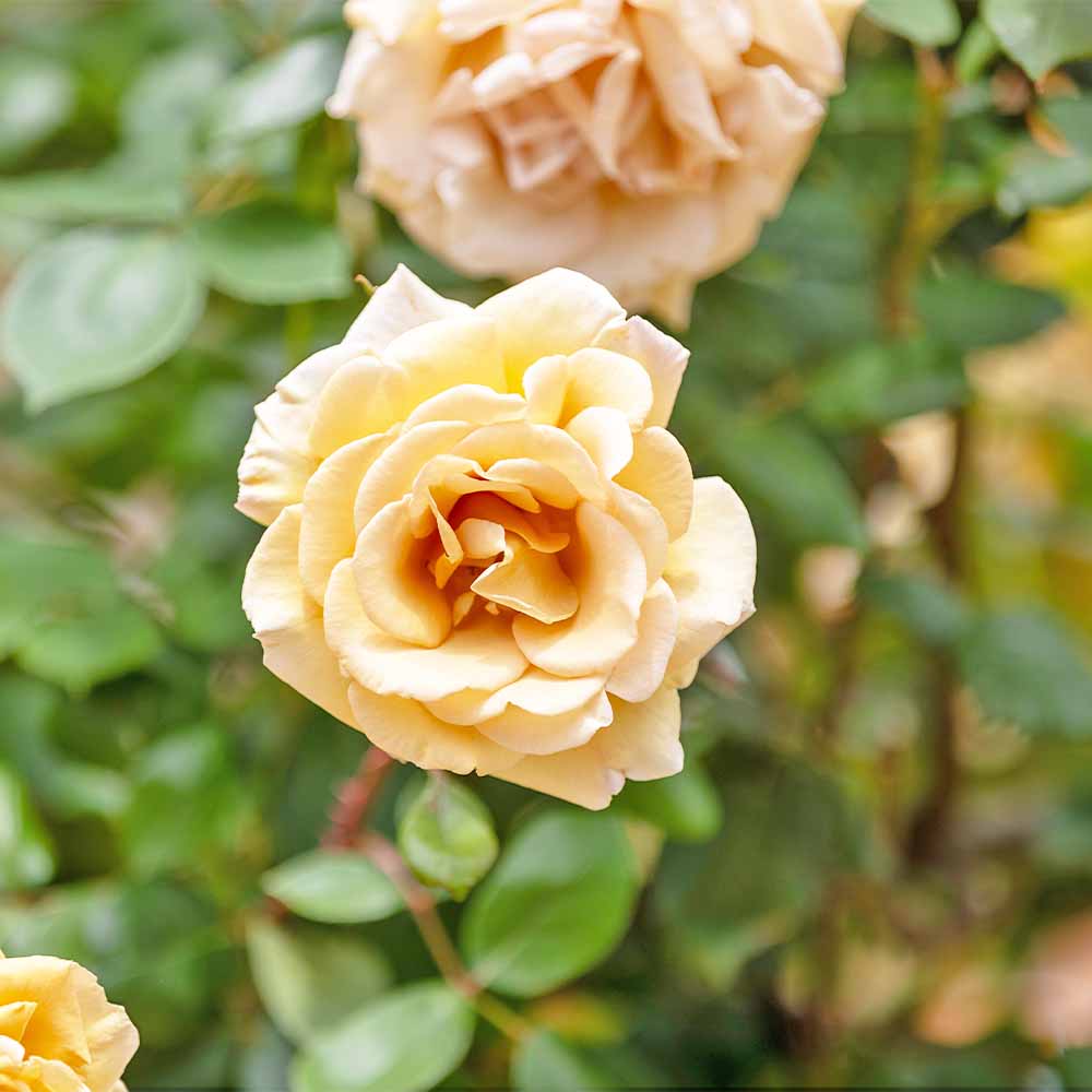 つる薔薇 バタースコッチ クライミングローズ 【花木苗 4号／1個売り