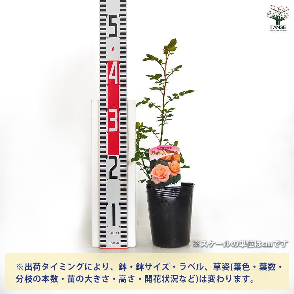 つる薔薇 スイートドリーム クライミングローズ 【花木苗 4号／1個売り
