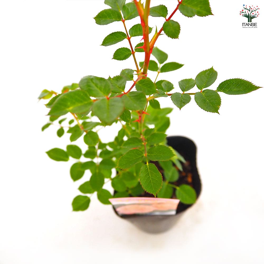 つる薔薇 スイートドリーム クライミングローズ 【花木苗 4号／1個売り