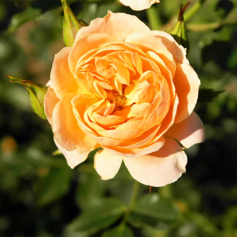つる薔薇 スイートドリーム クライミングローズ 【花木苗 4号／1個売り