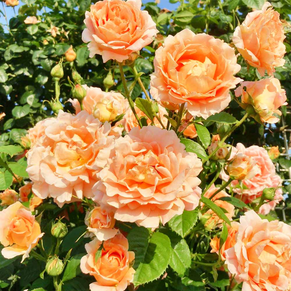 つる薔薇 ポルカ クライミングローズ 【花木苗 4号／1個売り