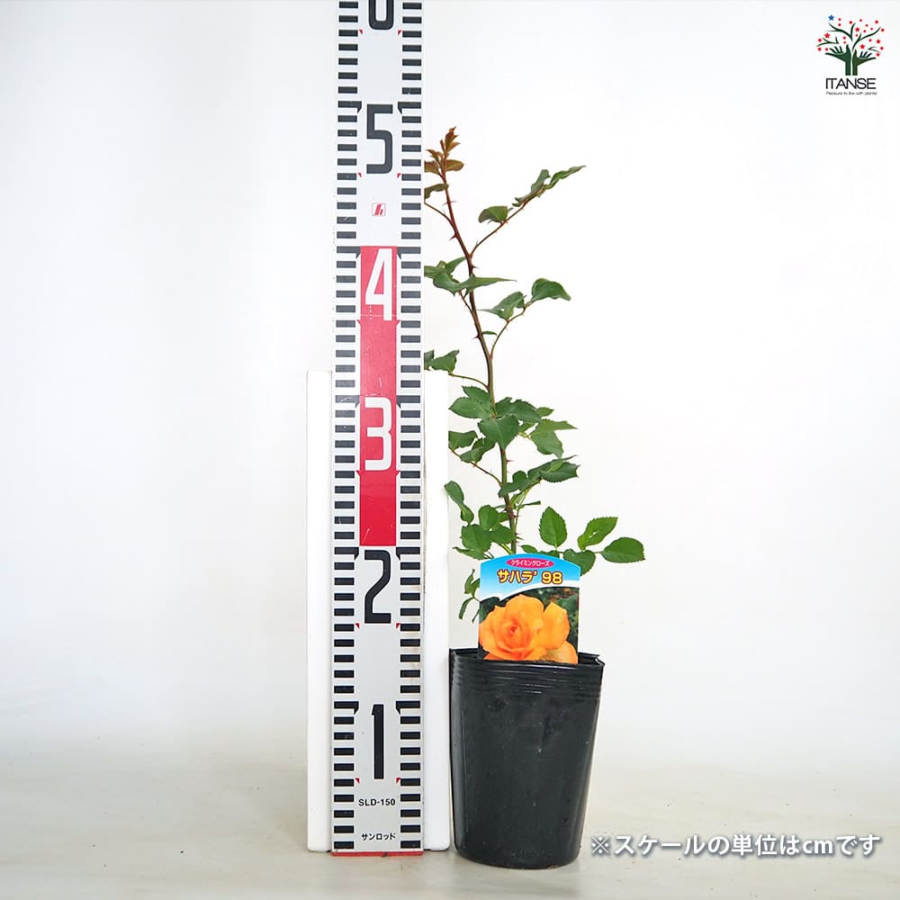 つる薔薇 サハラ98 クライミングローズ 【花木苗 4号／1個売り