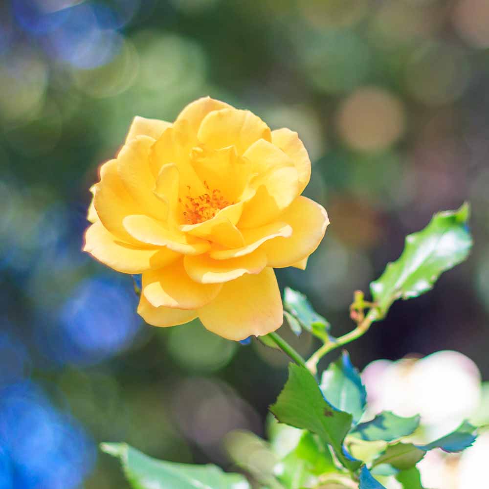 つる薔薇 サハラ98 クライミングローズ 【花木苗 4号／1個売り