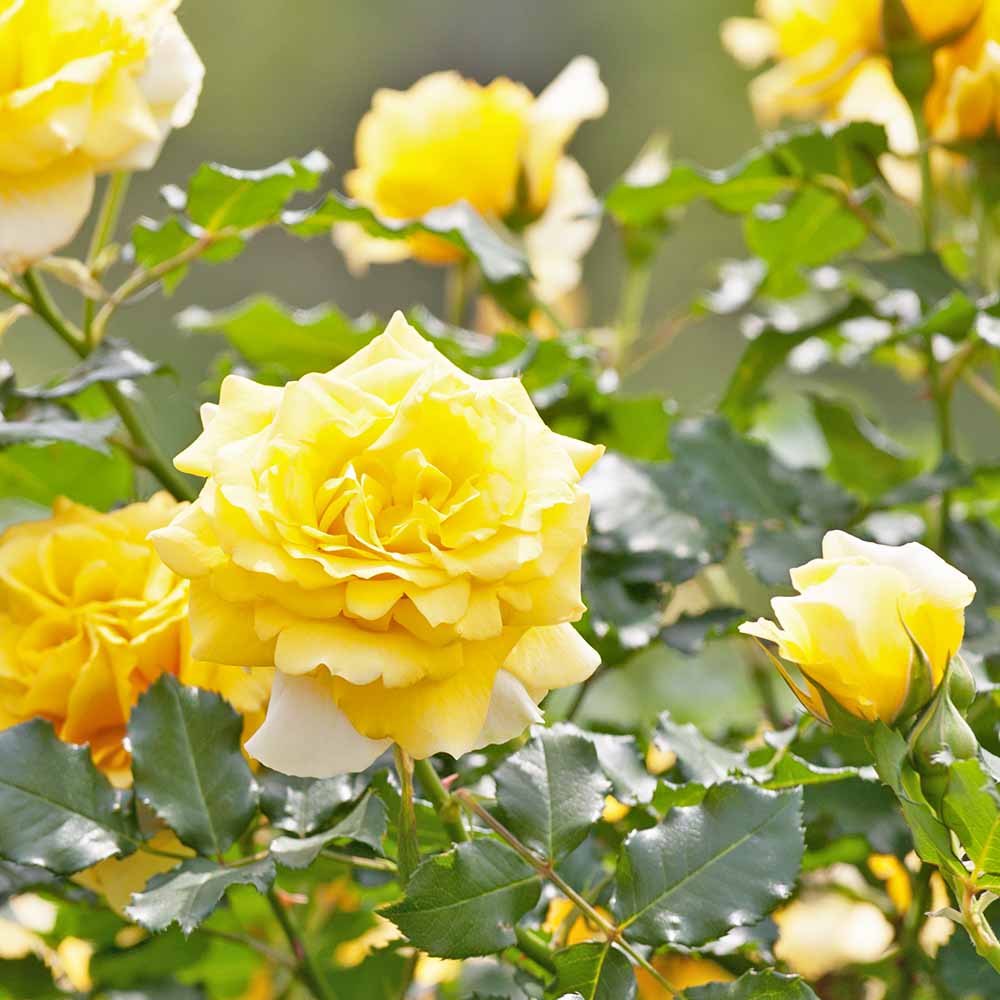 薔薇 ゴールドバニーフロリバンダローズ 【花木苗 4号／1個売り