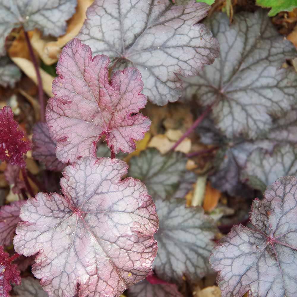 ヒューケラ パレスパープル 【花苗 3号】