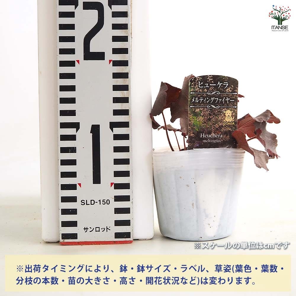 ヒューケラ メルティングファイヤー 【花苗 3号】｜ 【植物の